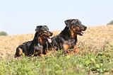 BEAUCERON 137